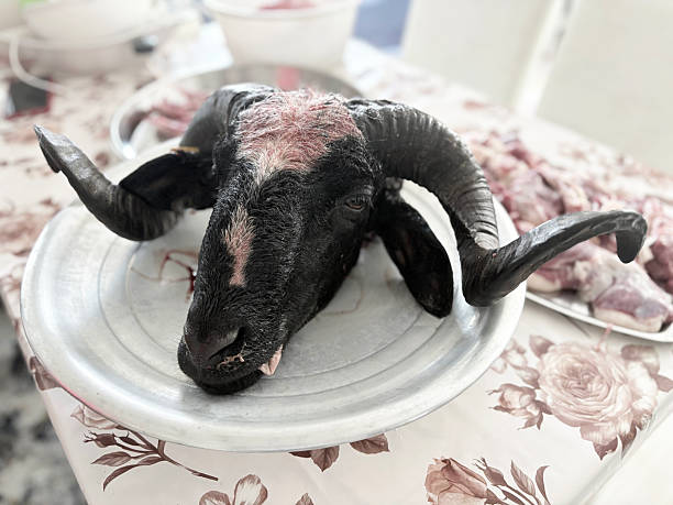Turkish countryside male sheep ram head. Close up