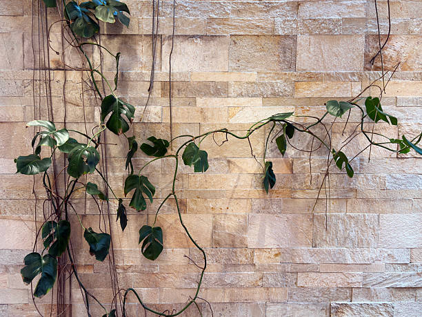Ivy on stone wall background