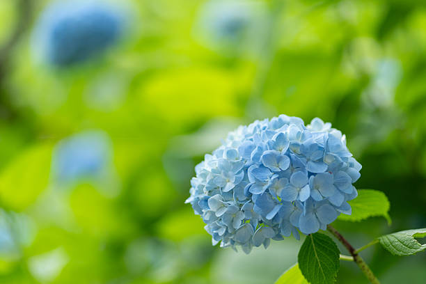 istock Photographing rain-wet hydrangeas with a macro lens 2220528032