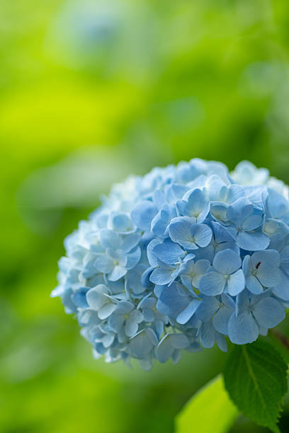 istock Photographing rain-wet hydrangeas with a macro lens 2220528069