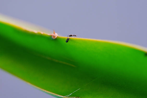 Macrophotography of ants roaming on cactus stem. Black ants nest and forage around green cactus plant. Closeup shot of animal in wild life. Nature Photography theme. Negative space