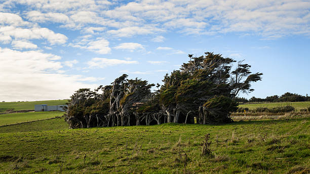 A Lone tree in a field,\nChatham Islands,\nNew Zealand
