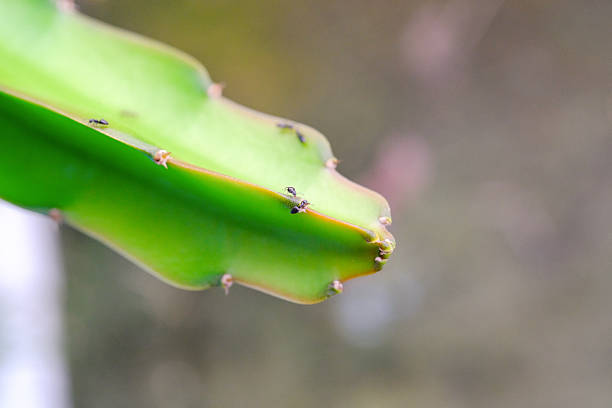 istock Macrophotography of ants roaming on cactus stem. 2220529371