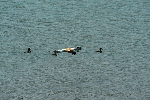 Ruddy shelduck flight on the river