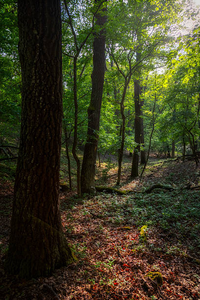 istock Springtime in a sessile oak (Quercus petraea) forest in Hungary 2220530244