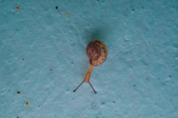 Macrophotography of a tiny snail crawling down from a blue wall. A tiny snails closeup, Isolated on blue wall backgrounds. Invertebrate animals of the type Mollusca gastropoda. Science and nature