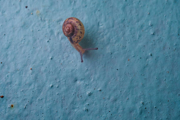 Macrophotography of a tiny snail crawling down from a blue wall. A tiny snails closeup, Isolated on blue wall backgrounds. Invertebrate animals of the type Mollusca gastropoda. Science and nature