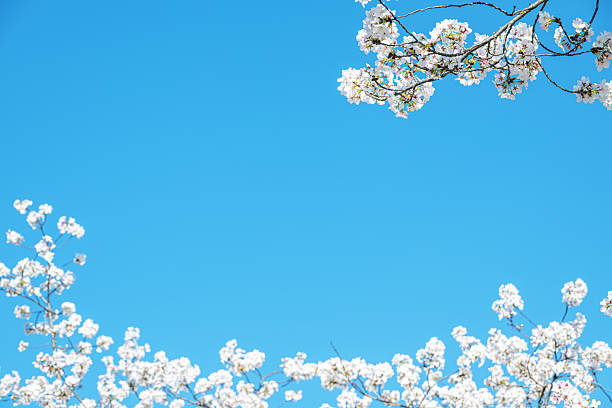 Looking up at natural frame of blossoming cherry branches in springtime