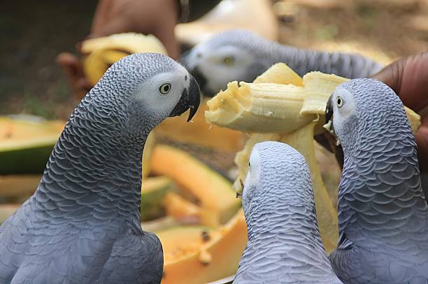 istock African Grey Parrots, Psittacus erithacus, eating a banana 2220534215