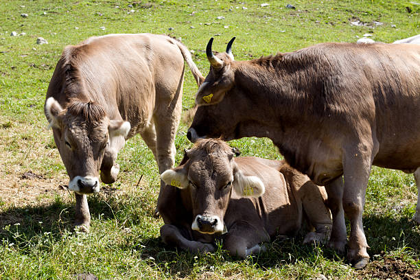 Three brown cows are visible in a vibrant green meadow under bright sunlight. One cow is lying down in the foreground, while two others stand behind it. They appear calm and relaxed in their natural, outdoor environment, possibly grazing or simply enjoying the day