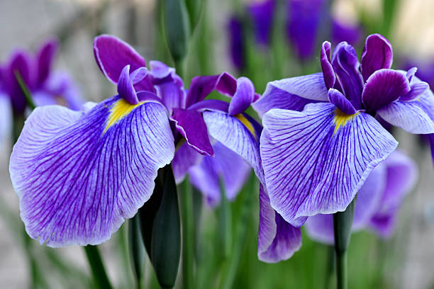 istock Iris Sanguinea / Japanese Iris / Siberian Iris / Blood Iris 2220534335