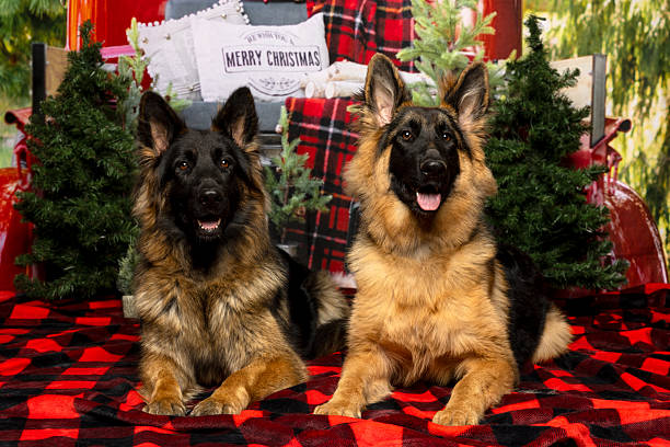 istock Smiling Shepherds in Holiday Wonderland 2220536520
