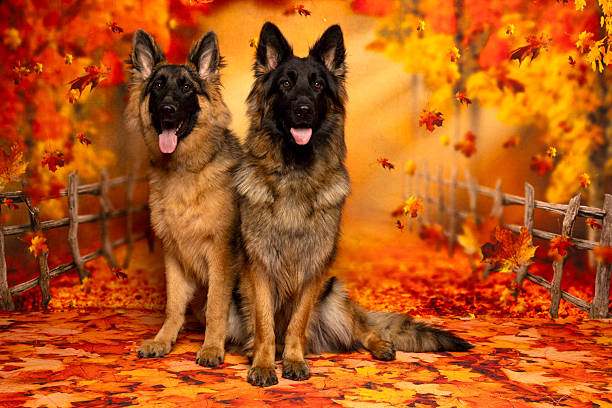 Two German Shepherds pose against a vibrant autumn backdrop with falling leaves, golden trees, and a rustic fence, capturing the cozy spirit of fall in a seasonal photo shoot.