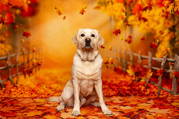 Dog lying down in the wood with autumn foliage