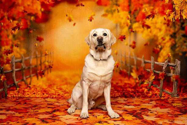 Cute Labrador Retriever dog under falling leaves in park, space for text. Autumn walk