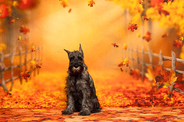 A salt-and-pepper Schnauzer sits on a path of fallen leaves, surrounded by golden trees, a rustic fence, and drifting foliage in a glowing, cozy autumn woodland scene.