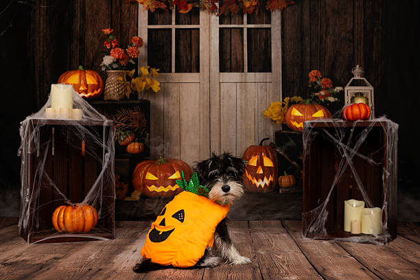 A small black and white dog wears a cute pumpkin costume while sitting in a spooky Halloween scene with glowing jack-o'-lanterns, spider webs, candles, and rustic wooden decor.