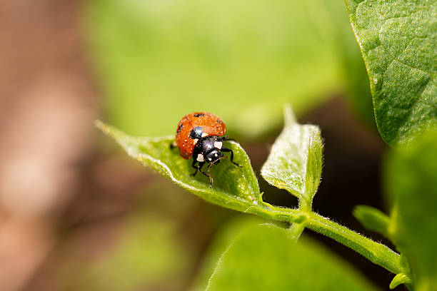 istock Ladybug on a green leaf. Animals, insects. 2220537339