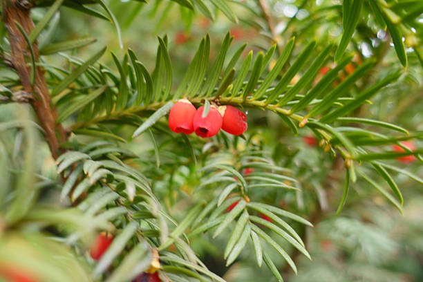 Three red seed cones of common yew in mid November