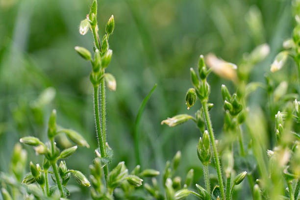 A detailed close-up image of budding wildflowers in a lush green field, showcasing nature’s delicate beauty and intricate details