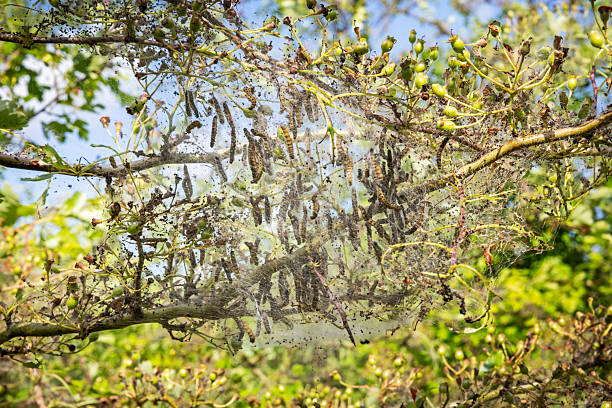 Many insect larvae grow up in webs in hawthorn bushes, and as the amount of pesticide spraying decreases, more and more appear. This picture was taken in Ishøj, which is a suburb of the Danish capital, Copenhagen