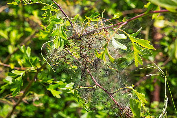Many insect larvae grow up in webs in hawthorn bushes, and as the amount of pesticide spraying decreases, more and more appear. This picture was taken in Ishøj, which is a suburb of the Danish capital, Copenhagen
