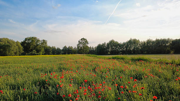 istock Blooming field with red poppies, a rape field behind it. Blue sky, white clouds. 2220540906
