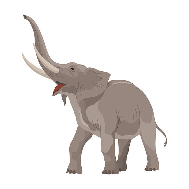Flat vector elephant in poses African of Asian animal with large ears and long trunk. Wildlife theme.