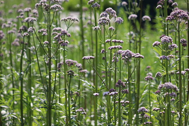 istock Flowering common valerian (Valeriana officinalis) plants in summer garden 2220545944