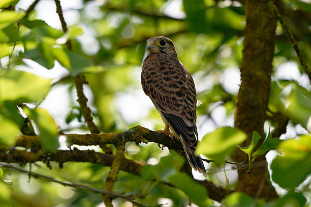 Common kestrel bird on TV aerial in urban surrounding at night, high angle view