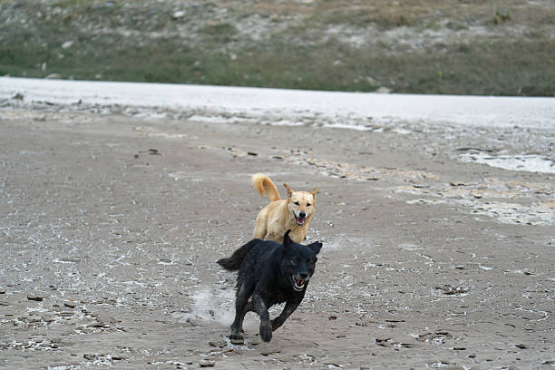 Dogs playing on the beach