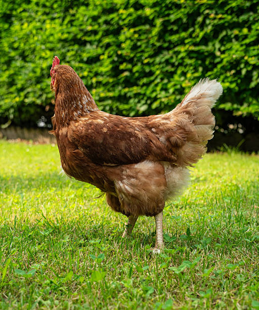 hens and chickens in a meadow garden