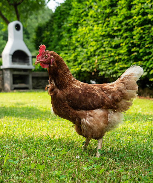 hens and chickens in a meadow garden