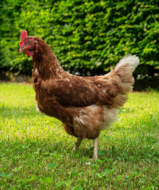 hens and chickens in a meadow garden