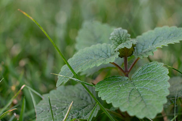 A vibrant macro shot of a green plant with textured leaves amid grass, showcasing natural details and fresh vitality