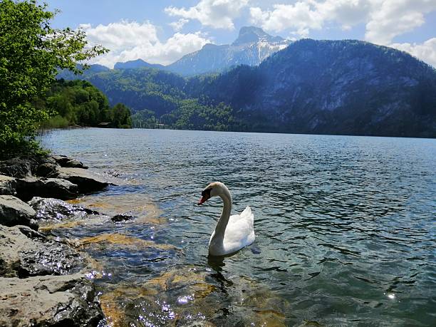 istock A white swan swims in the lake. 2220550000