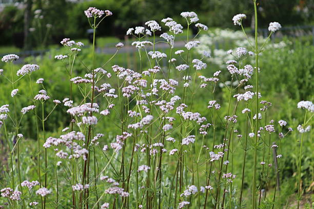 istock Flowering common valerian (Valeriana officinalis) plants in summer garden 2220550125