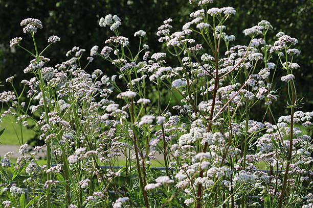 istock Flowering common valerian (Valeriana officinalis) plants in summer garden 2220550899