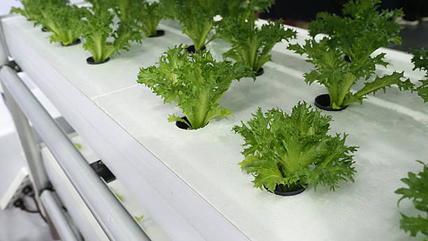 istock Hydroponic system growing fresh green lettuce in a controlled indoor environment. 2220551516