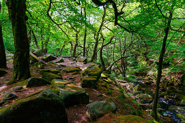 istock Ancient oak and birch trees in Padley Gorge, Derbyshire. 2220551987