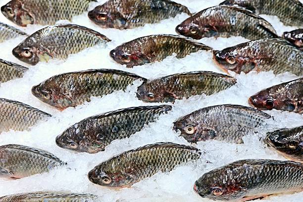 Fresh Ruby Fish or Red Tilapia Fish arranged in rows at a traditional wet market. Ideal for themes involving fishing industry, seafood freshness, local markets, and sustainable protein. Popular subject with timeless commercial use.