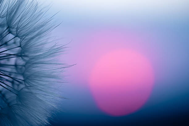 istock Dandelion Seeds Blowing in the Wind at Sunset 2220553485