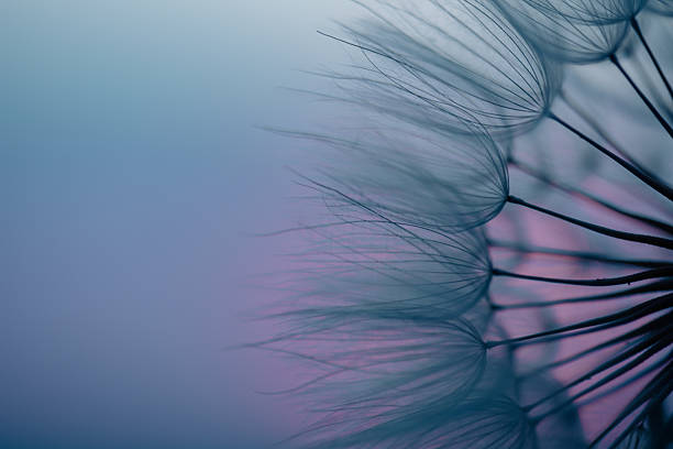 istock Dandelion Seeds Blowing in the Wind at Sunset 2220553531