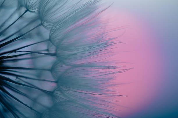 istock Dandelion Seeds Blowing in the Wind at Sunset 2220553578