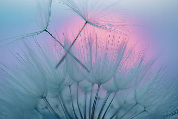 istock Dandelion Seeds Blowing in the Wind at Sunset 2220553626