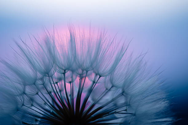 istock Dandelion Seeds Blowing in the Wind at Sunset 2220553705