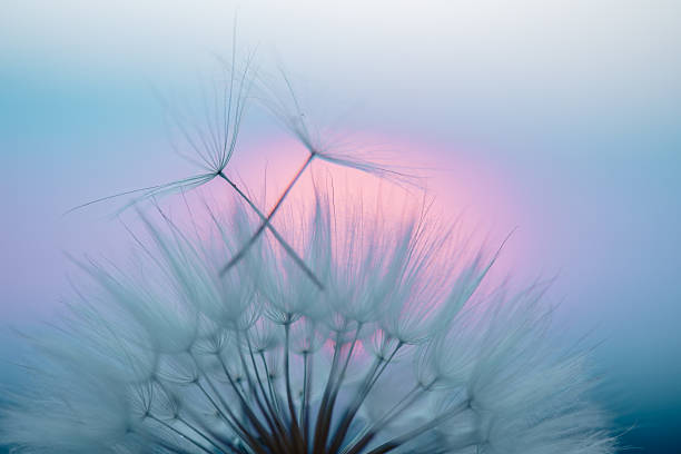 istock Dandelion Seeds Blowing in the Wind at Sunset 2220553740