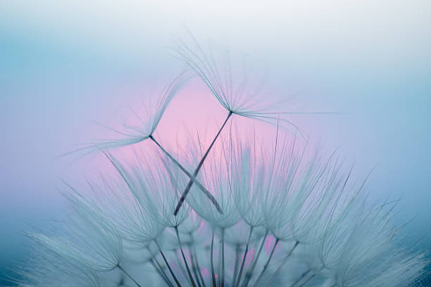 istock Dandelion Seeds Blowing in the Wind at Sunset 2220553768