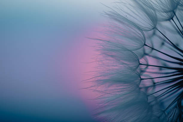 istock Dandelion Seeds Blowing in the Wind at Sunset 2220553787
