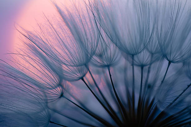 istock Dandelion Seeds Blowing in the Wind at Sunset 2220553849